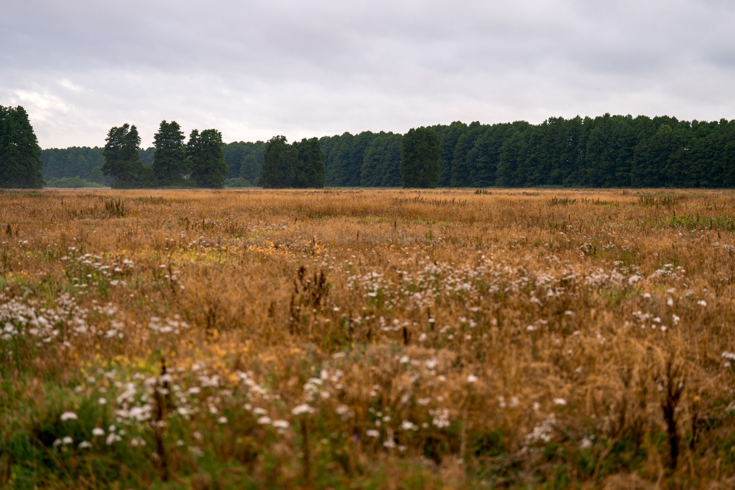 Mittelstand&Moor_Felgentreuer Wiesen