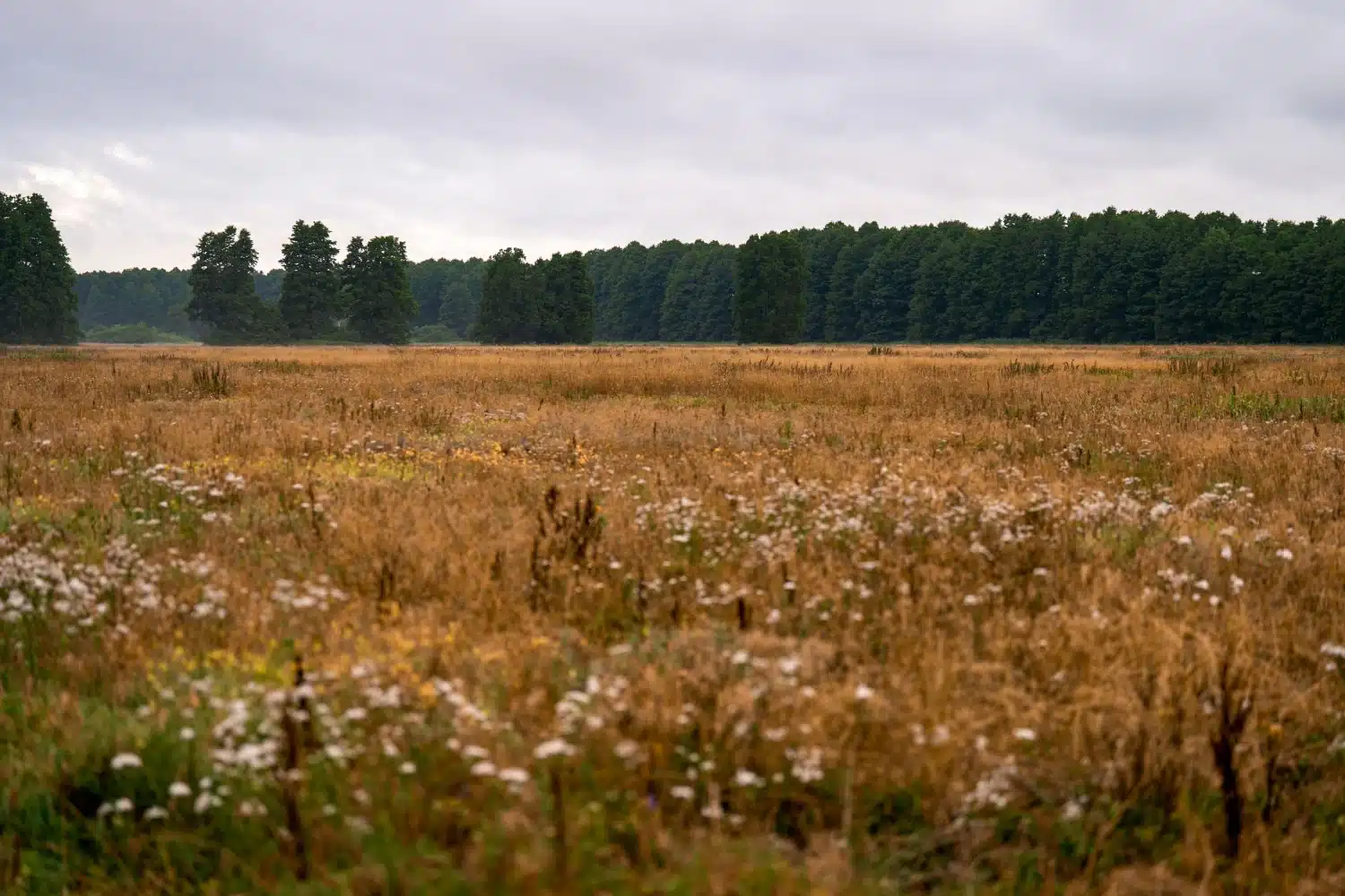 Mittelstand&Moor_Felgentreuer Wiesen