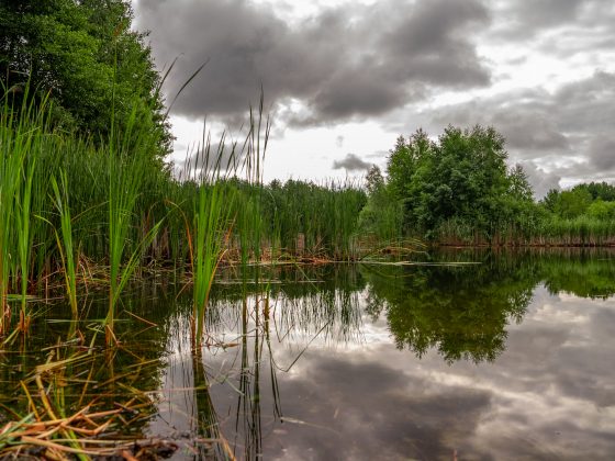 ElectronicPartner setzt sich ein für „Moor“ Nachhaltigkeit
