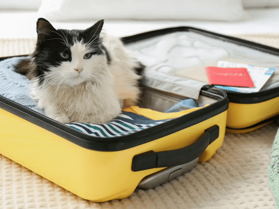 Was Katzenhalter bei Reisen beachten sollten